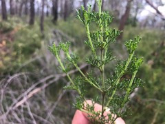 Cyanothamnus occidentalis