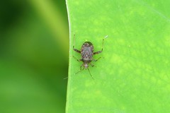 Proboscidocoris malayus