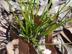 Thysanotus multiflorus