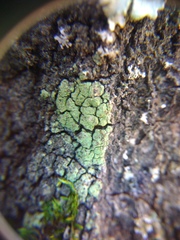 Lecanora expallens
