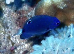 Pomacentrus trichrourus