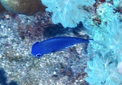 Pomacentrus trichrourus