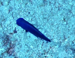 Pomacentrus trichrourus