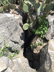 Eleutherodactylus marnockii