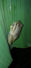 Polypedates leucomystax