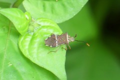 Cletomorpha benita