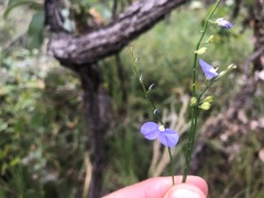 Comesperma sphaerocarpum