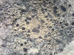 Rhizocarpon reductum