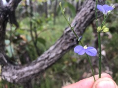 Comesperma sphaerocarpum