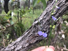 Comesperma sphaerocarpum