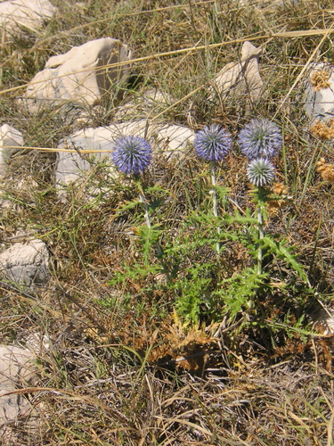 Echinops ritro