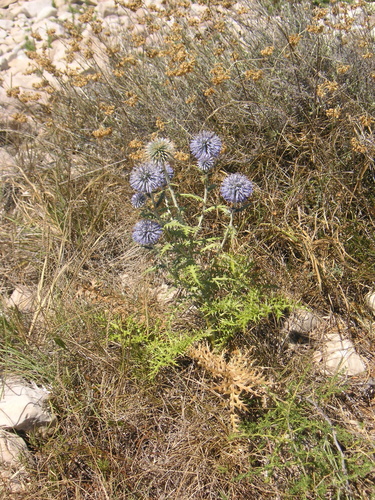 Echinops ritro