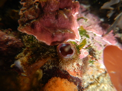 Cnemidocarpa nisiotis