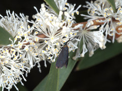 Pollanisus subdolosa