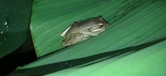 Polypedates leucomystax