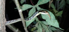 Dendrelaphis pictus