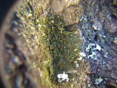 Scoliciosporum chlorococcum