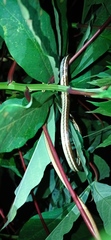 Dendrelaphis pictus