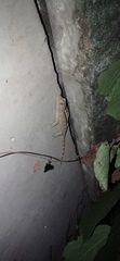 Gekko gecko