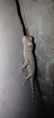 Gekko gecko
