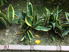 Sansevieria