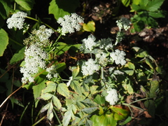 Ostericum sieboldii