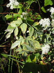 Ostericum sieboldii