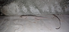 Hemidactylus frenatus