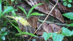 Oxeoschistus simplex