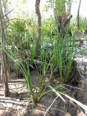 Iris giganticaerulea