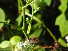 Ostericum sieboldii