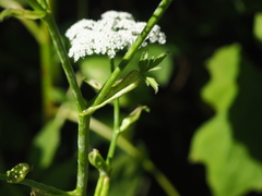 Ostericum sieboldii