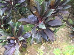 Cordyline fruticosa