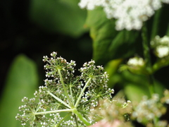 Ostericum sieboldii