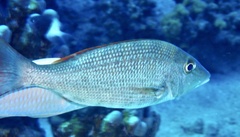 Lethrinus nebulosus