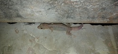 Gehyra mutilata