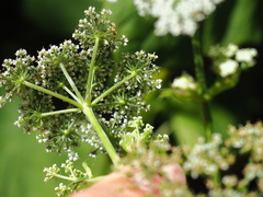 Ostericum sieboldii