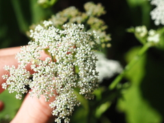 Ostericum sieboldii