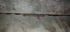 Gehyra mutilata