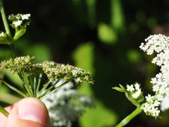 Ostericum sieboldii