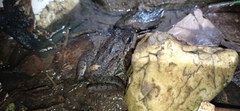 Limnonectes macrodon