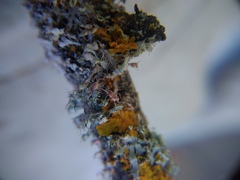 Laetisaria lichenicola