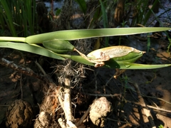 Iris giganticaerulea