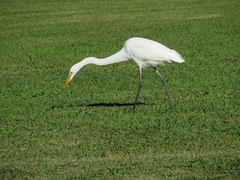 Ardea alba
