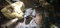 Limnonectes macrodon