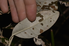 Olearia cydoniifolia