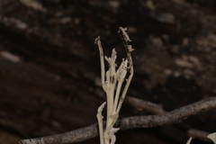 Olearia cydoniifolia