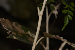 Olearia cydoniifolia