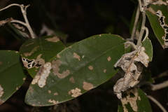 Olearia cydoniifolia