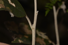 Olearia cydoniifolia